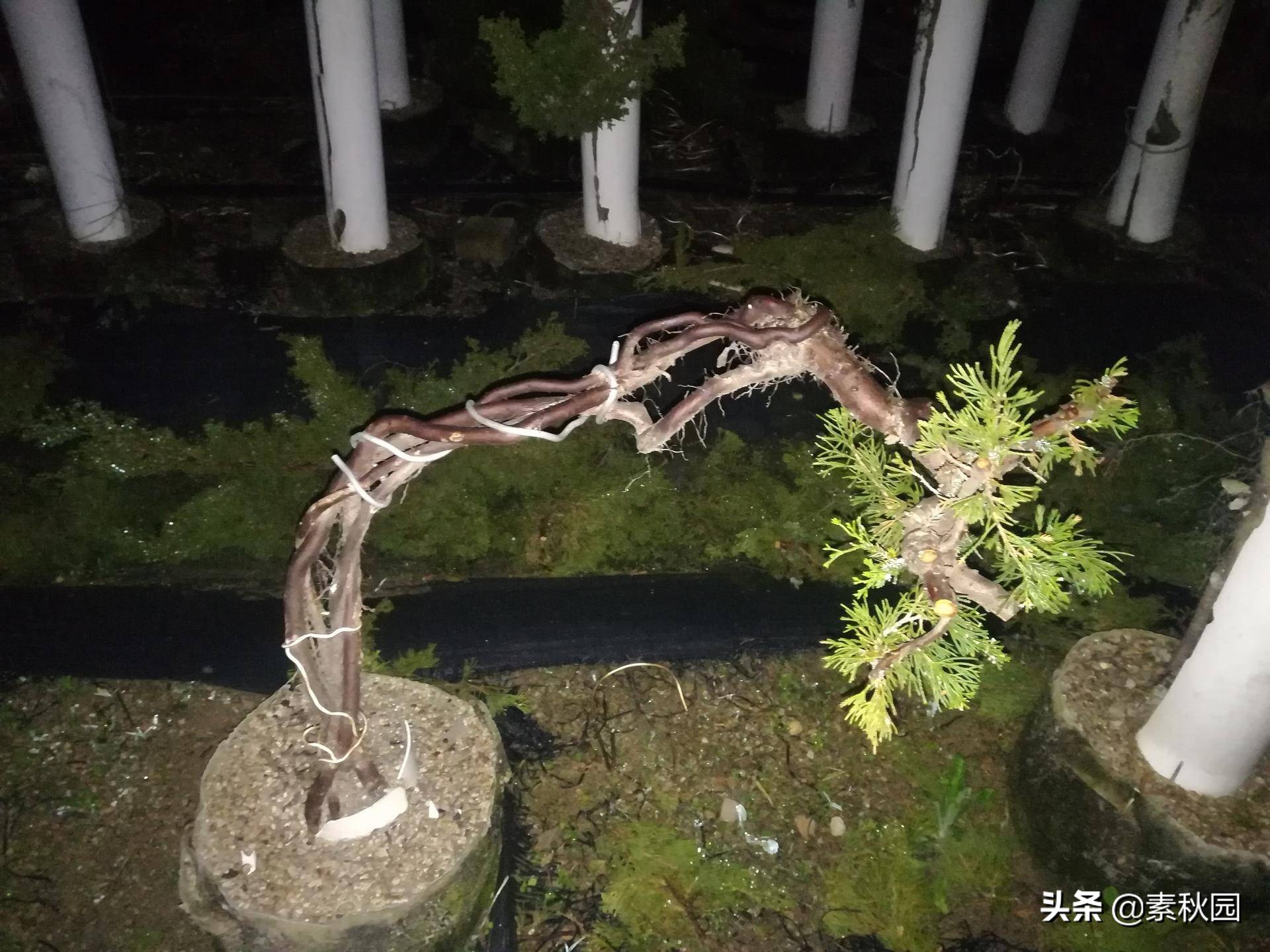 怎样从一棵小苗培养成提根盆景—台湾真柏