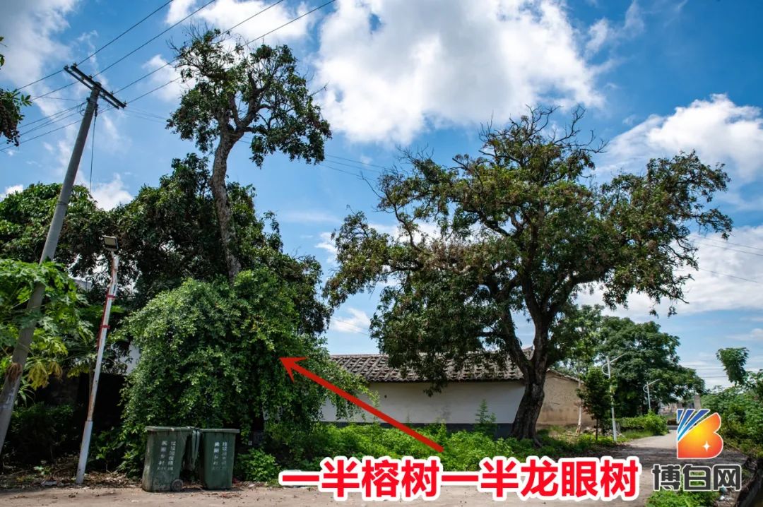 活久见！快成精了？博白发现明朝古树，至今600多年