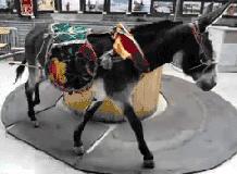 donkeydonkey,donkey是什么词