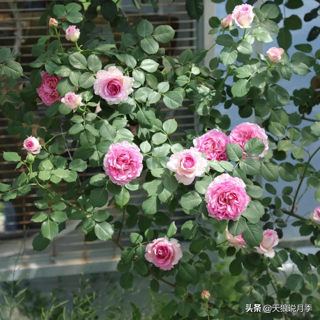 人家最美四月天，天狼自育终于打折了！15个品种供你宠信。