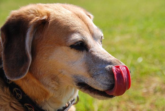 在夏日里小狗为什么总是伸舌头,小狗半夜突然总舔自己是怎么回事