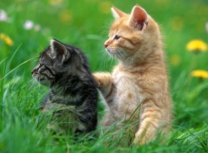 猫咪体外驱虫最好的药是什么,猫咪体外驱虫用什么药好