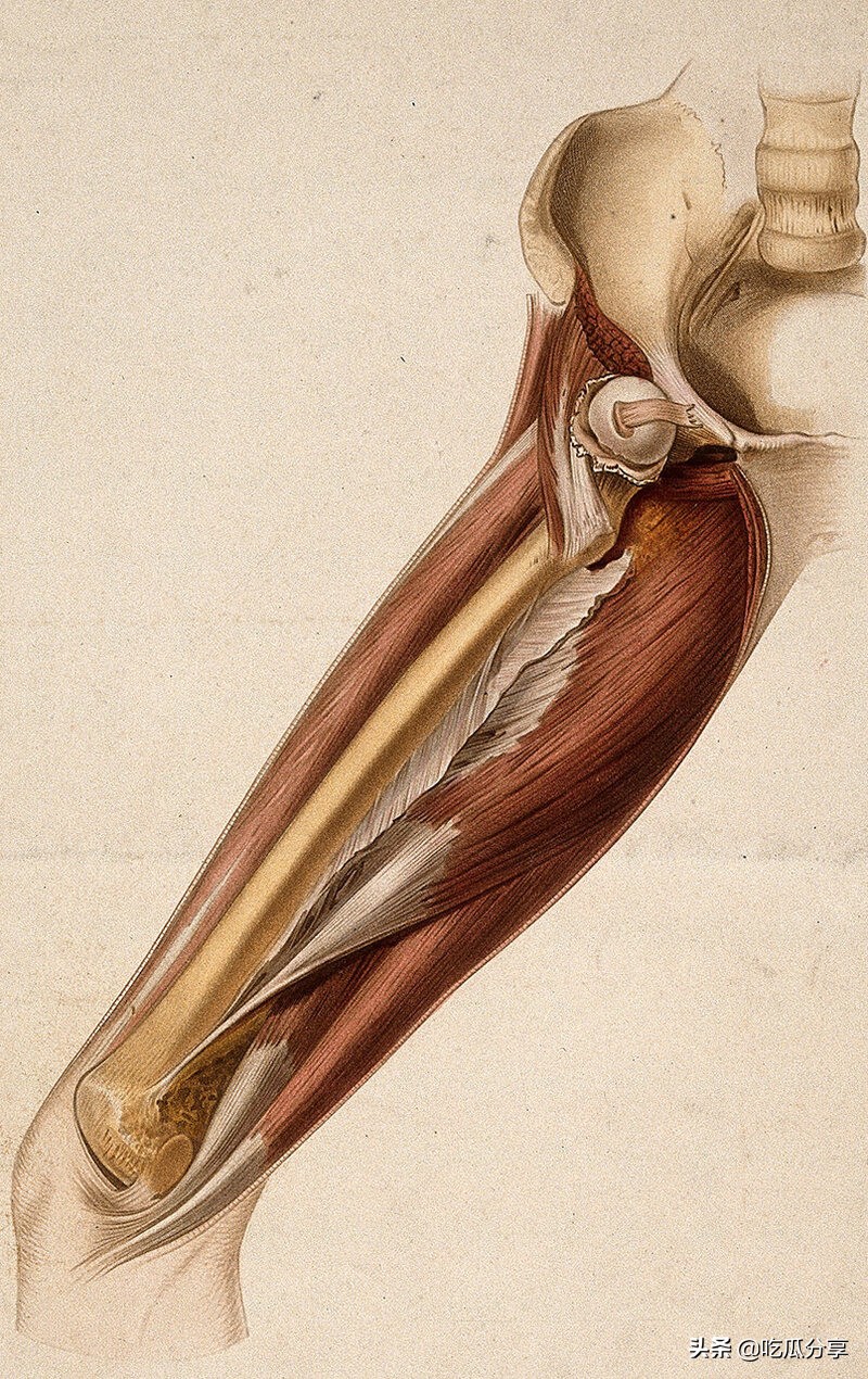 寻找裹着*皮人**的书背后的真相