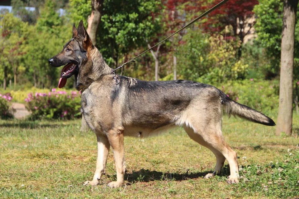 全世界100种名贵狗,世界上46多种名狗图文说明