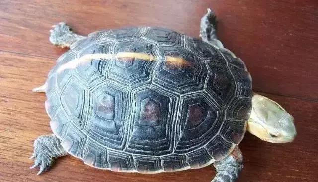 三线闭壳龟和潘氏闭壳龟区别,金头闭壳龟和三线闭壳龟同池