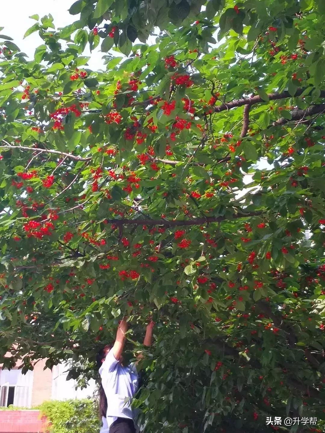 恩桃儿的视频,恩桃儿红了