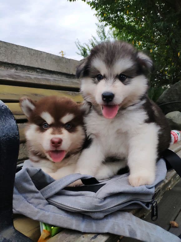 公狗和母狗有哪些区别,公狗和母狗有什么区别吗