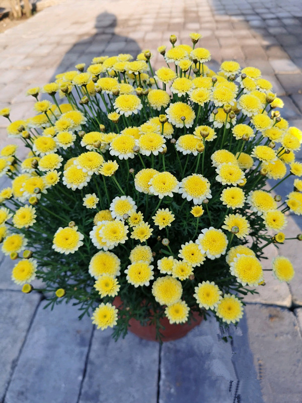 玛格丽特花到了夏季应该怎么养护,适合家养的花卉盆栽玛格丽特