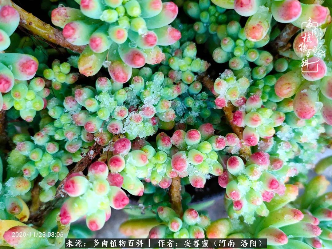 现在是多肉最美的季节,多肉最美的季节来啦