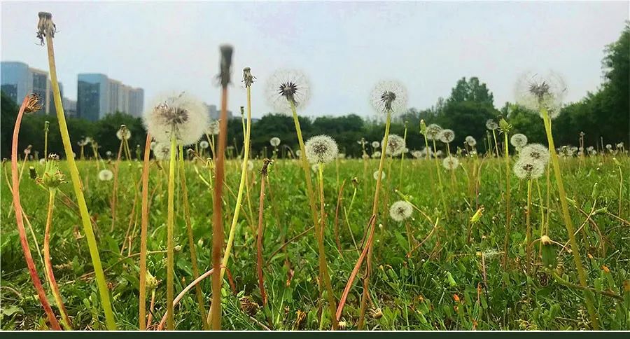 油画棒儿童画蒲公英,儿童画油画棒教程大全