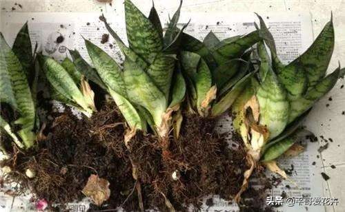 虎皮兰扦插生根最快方法图片,虎皮兰叶子扦插方法和注意事项