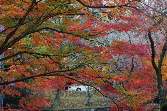 京都赏枫2022,京都赏枫必去景点有哪些好玩的