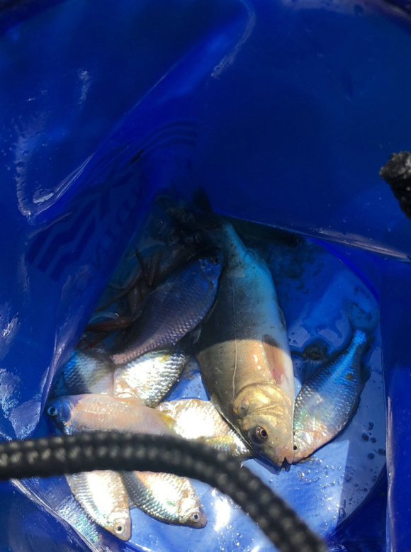 野钓驱蛇防蛇简单方法,水蛇碰到水会怎么样