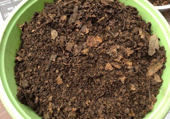 在给君子兰换盆时你的方法正确吗,君子兰换盆的最佳时间和方法图片