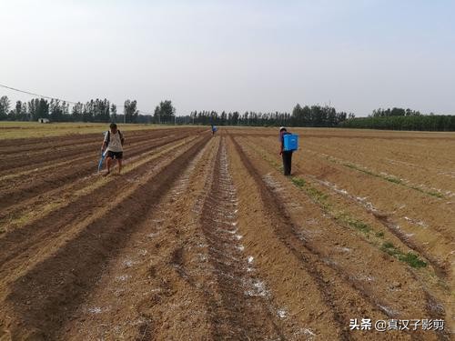 种植生姜的底肥过多,生姜卷叶黄叶,三招挽救