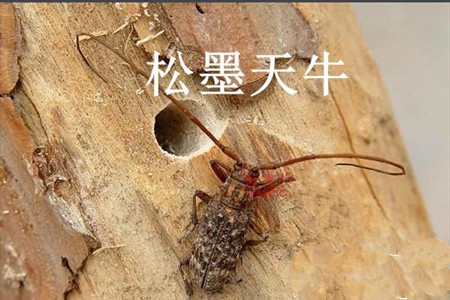 果树有了钻心虫怎么治,果树里面的钻心虫怎么治