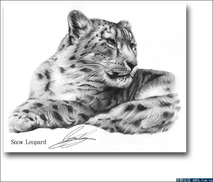 一百幅动物素描,近百幅动物画