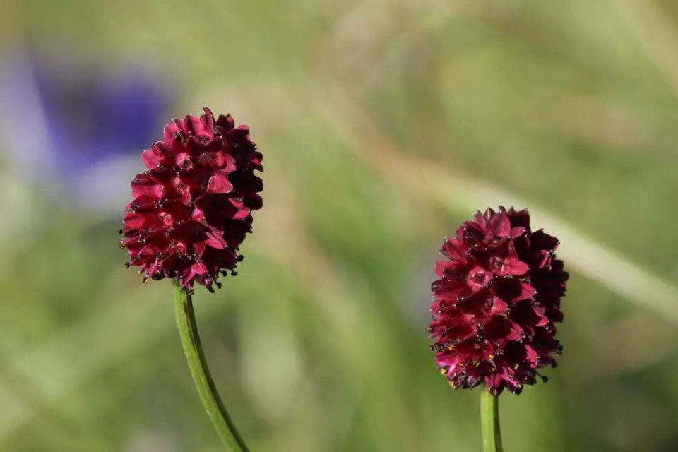 银屑病可以根除吗,银屑病中医偏方治疗有用吗