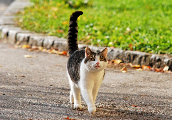 猫和尾巴是两种不同的生物？猫尾长期不动并不正常，小心爱猫瘫痪