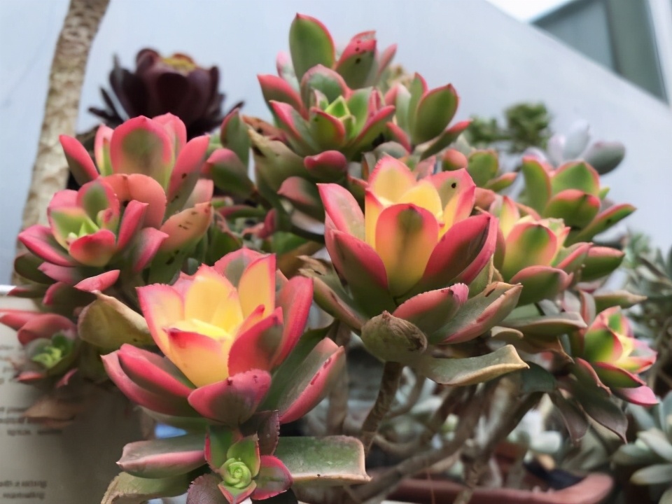 艳日辉长了很多侧芽要剪掉吗,艳日辉怎么养出状态