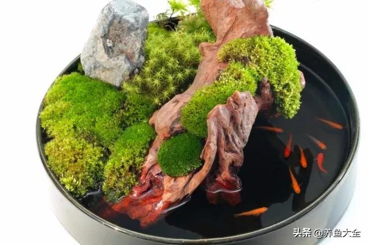 什么金鱼好养又好看,养哪种金鱼又好看又好养