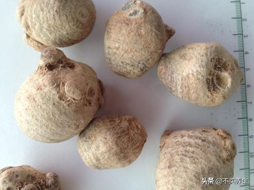 食养妙方——阳痿、*泄早**