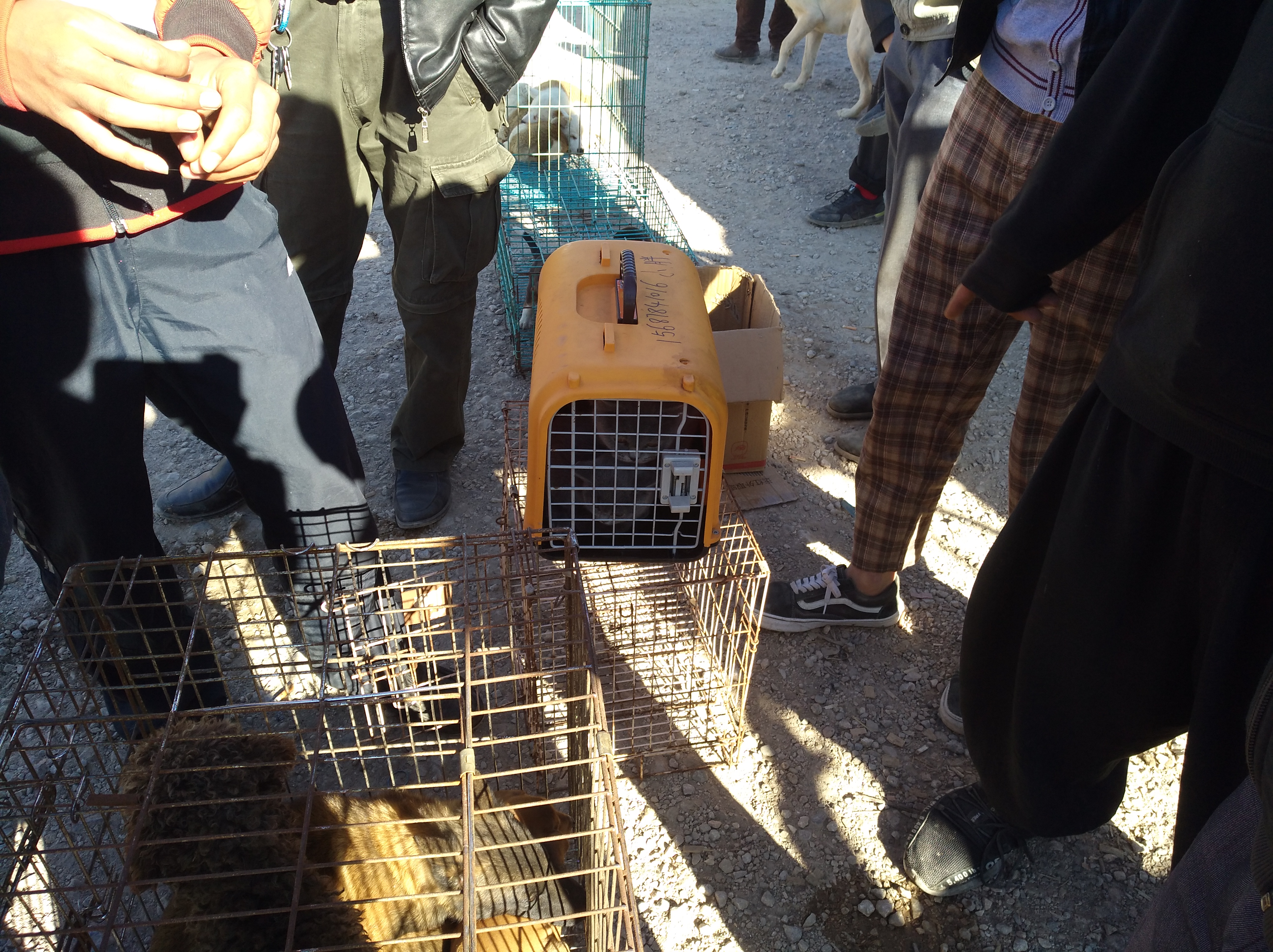 买家对卖家东西感兴趣的对话,如何便宜购买英短