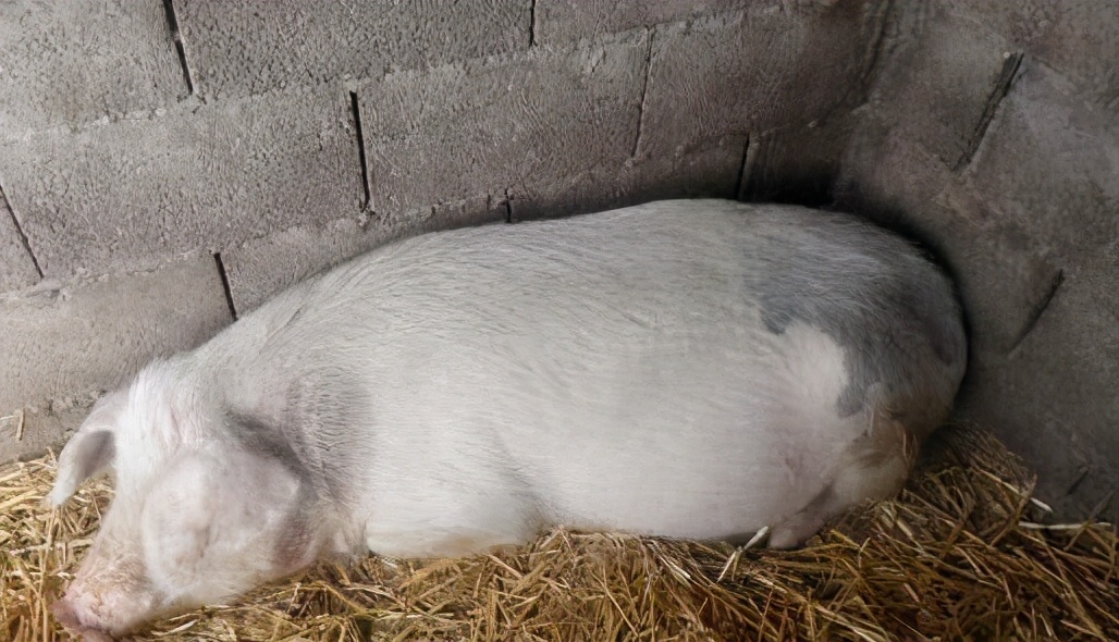 母猪产后容易遭受的2大疾病必看,母猪常见产后疾病的治疗原则