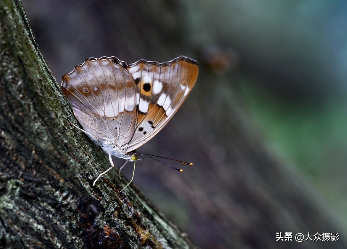 他7年专注拍蝴蝶,获“蝶痴”、“蝶仙”雅号