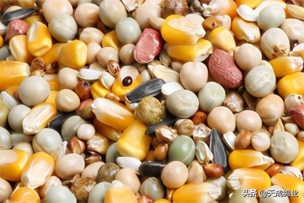 提高种鸽下蛋质量的方法,怎么提高鸽子的产蛋率