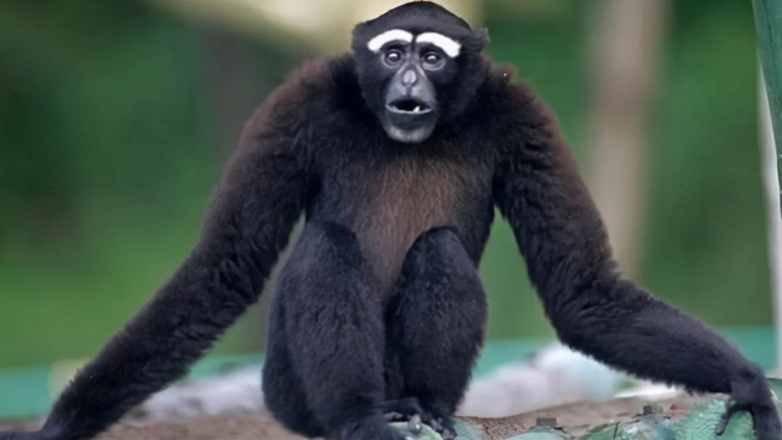 倒脚仙的真实照片,倒脚仙的真实身份