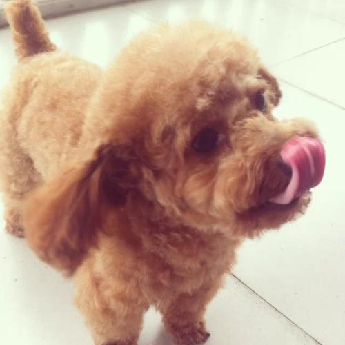 泰迪几个动作说明它爱你的表现,泰迪做出不雅动作怎么制止