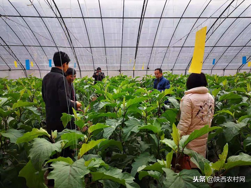 农药残留源头管控,合理使用农药倡导绿色防控