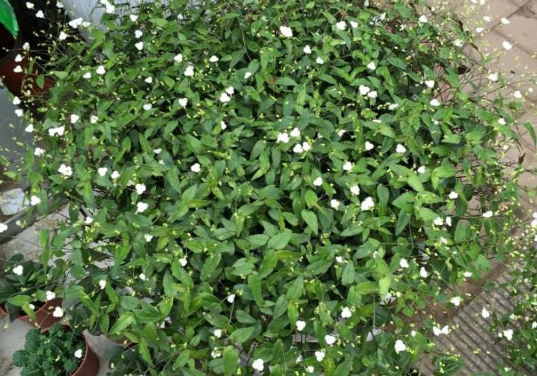 自己种一盆婚纱吊兰,开花白色小花,送女神心意足