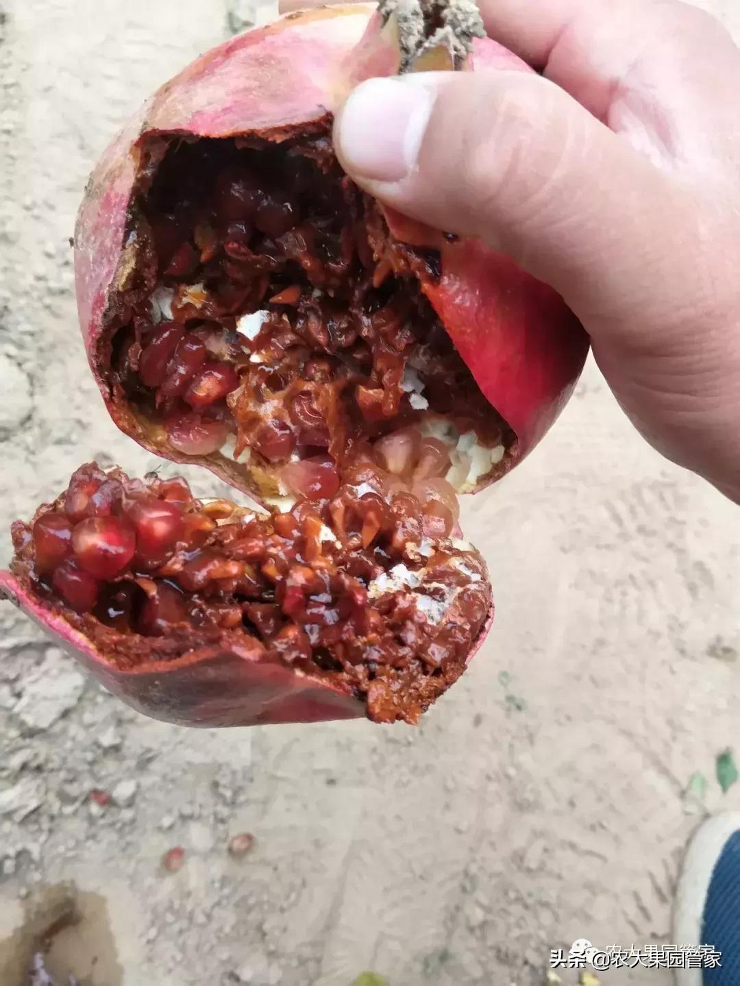 果实蝇对脐橙花有危害吗,果实蝇防治最有效方法