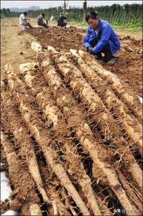 山药种植时怎么预防根腐病,山药种植怎样预防地下虫害