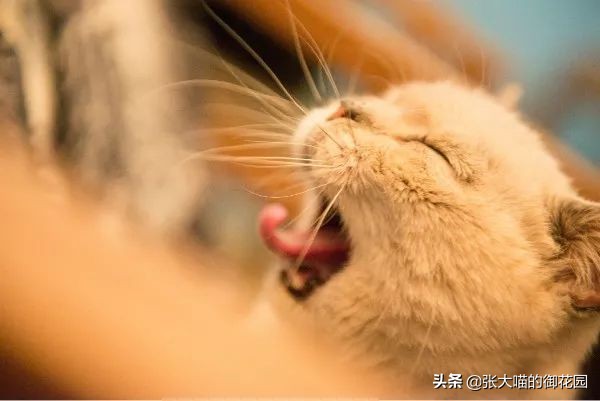 自动猫砂盆把猫卡死,自动猫砂盆把猫夹死了