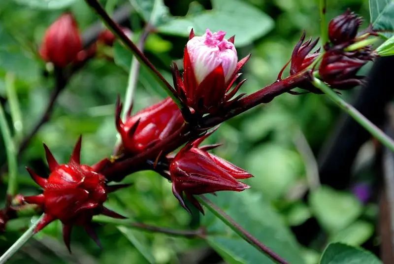 3.8妇女节送花应该怎么送,妇女节送花