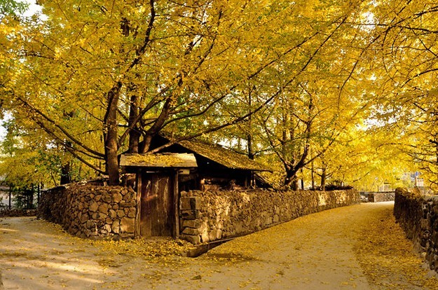 不死的银杏：我在没有你的世界生活了两亿七千万年