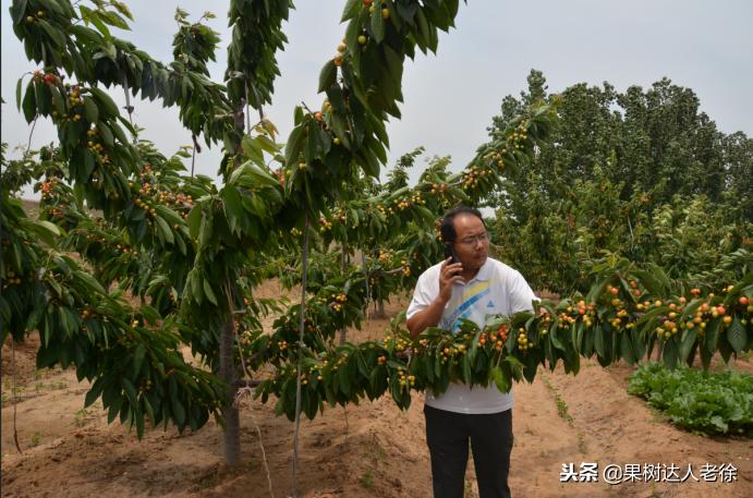 樱桃好吃树难栽下一句谚语是什么,樱桃好吃树难栽后一句是啥