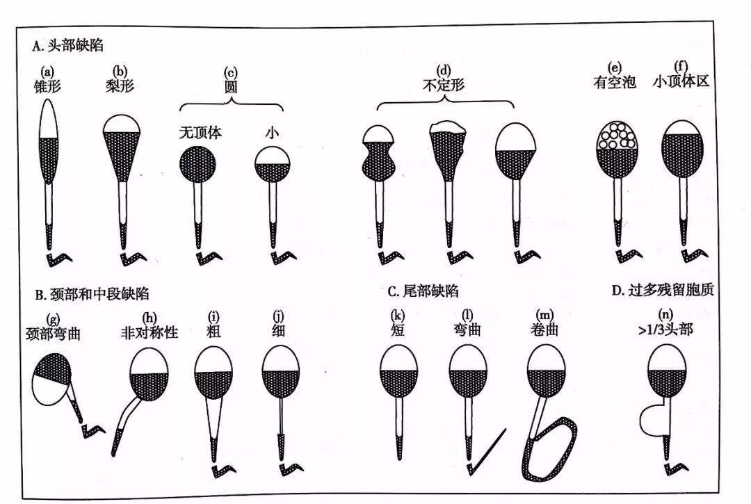 精子和卵子结合的那一刻有灵魂吗,精子与卵子结合时有明亮闪光吗
