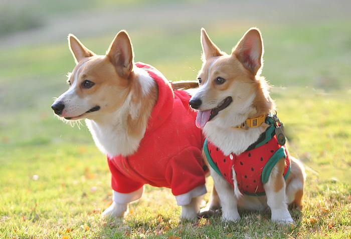 柯基难饲养的几个原因分析,饲养柯基的注意事项