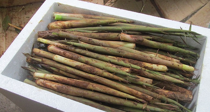 春笋各个部位鲜嫩程度不同,春笋到底有多好吃