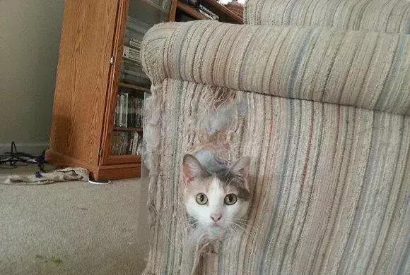 网友哭了：抓破沙发、抓坏窗帘，猫咪为什么那么喜欢到处磨爪子？