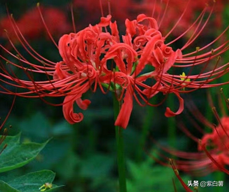 曼珠沙华不开花的时候长啥样,曼珠沙华开花后为什么不出叶