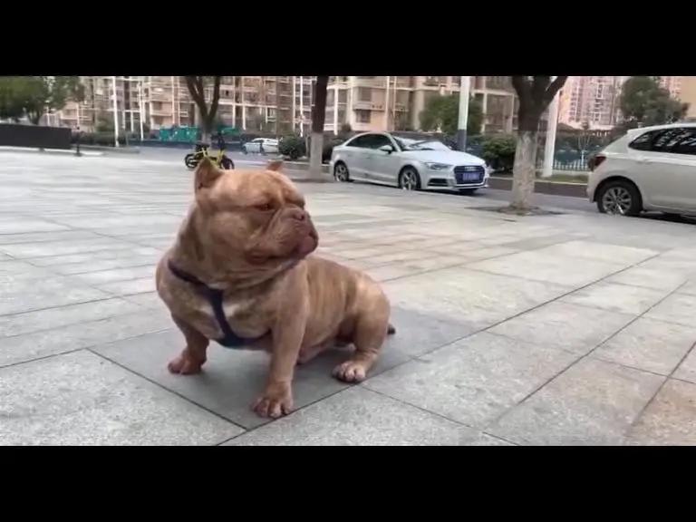 寄养“恶霸”离奇暴毙，医生说，可能是热的……