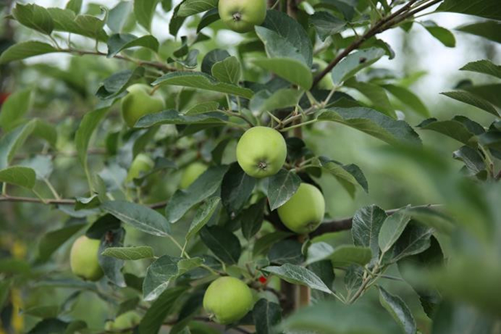 苹果树的生长条件及高效栽培技术,怎样学习苹果树种植与管理知识