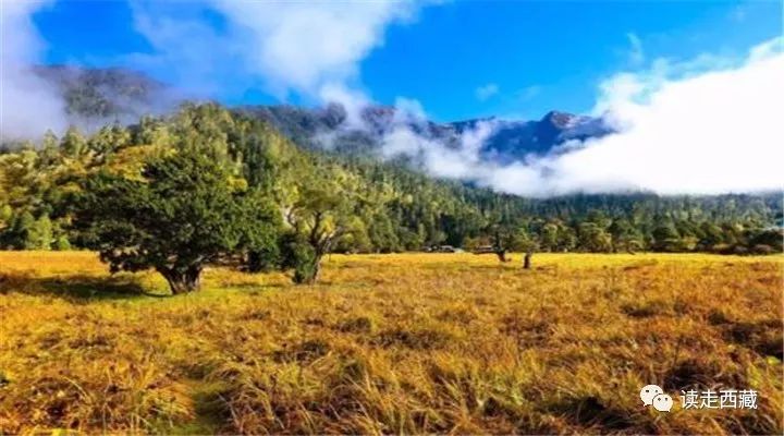 【走*藏西**】羌纳，绿色的海洋
