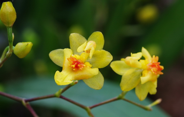 吊兰君子兰哪个好养护,君子兰吊兰图片欣赏