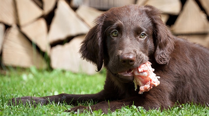 狗狗吃生鸡肉会出现什么状况,狗狗吃生鸡肉会得什么病